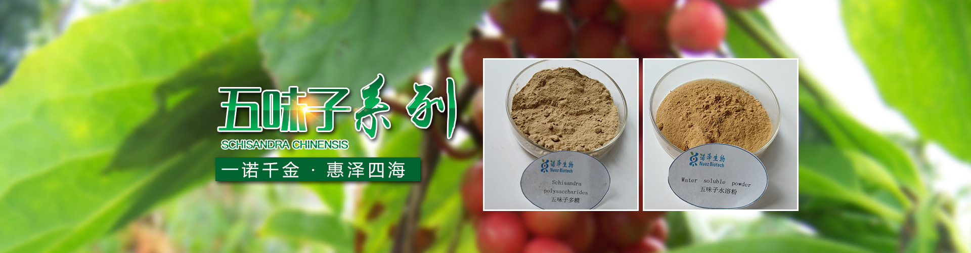 湖南諾澤生物科技有限公司_湖南健康植物提取物|保健品的原料有哪些|哪家公司的植物提取質(zhì)量更好