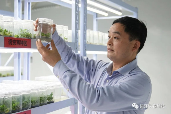 湖南諾澤生物科技有限公司,湖南健康植物提取物,保健品的原料有哪些,哪家公司的植物提取質量更好 湖南諾澤生物科技有限公司,湖南健康植物提取物,保健品的原料有哪些,哪家公司的植物提取質量更好
